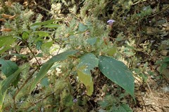 Strobilanthes integrifolia